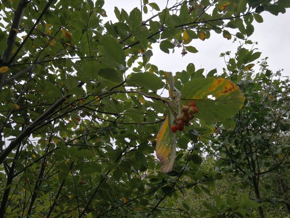 Die Früchte der Elsbeere können auch zu Hochprozentigem verarbeitet werden